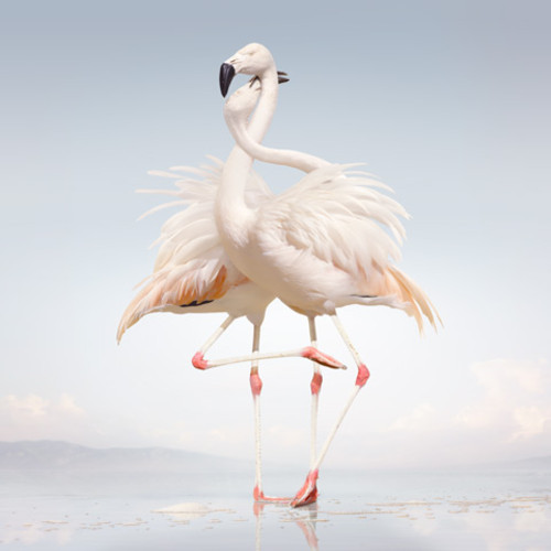 Rustie Album cover